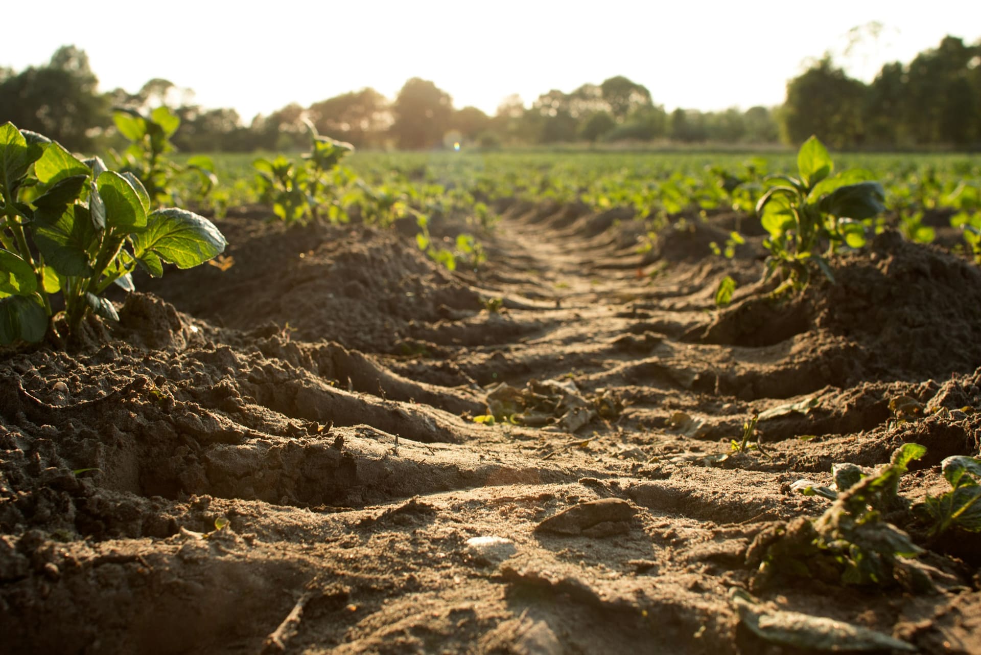 Ground and site conditions shape the right equipment — agricultural rental context imagery